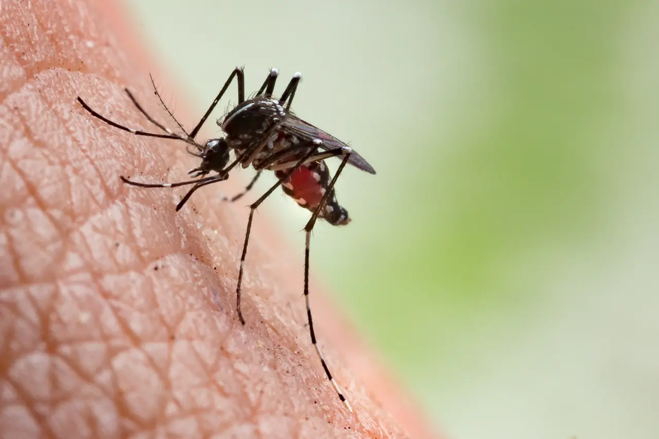 Tout savoir sur les huiles essentielles et les insectes
