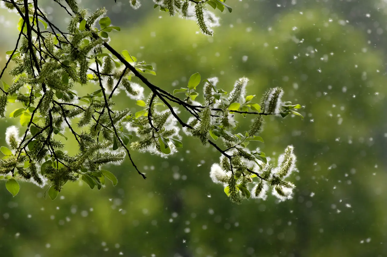 Atténuer les allergies au pollen avec des huiles essentielles