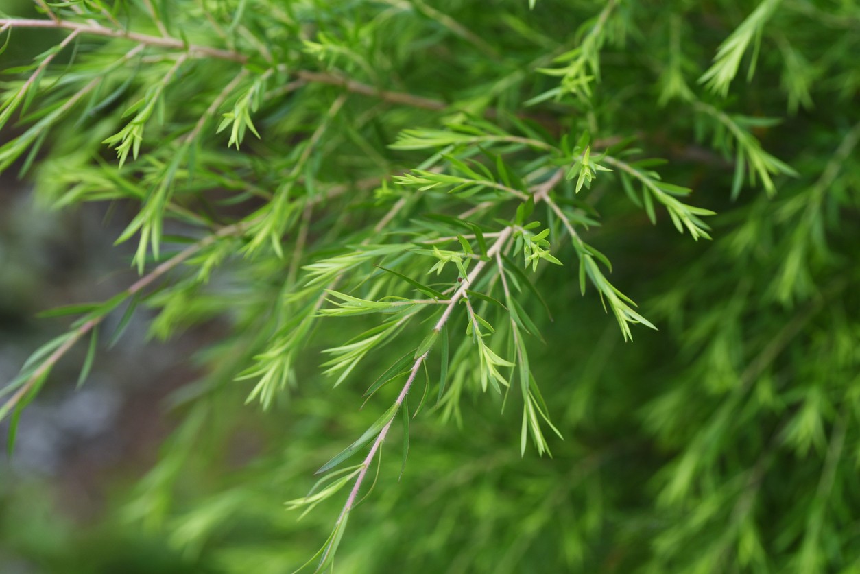 Arbre à thé (Tea Tree)